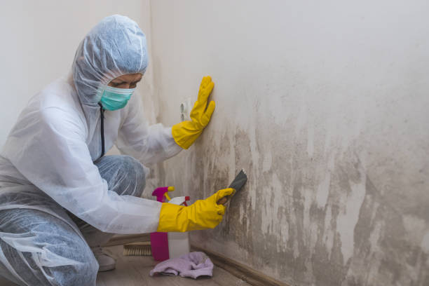 Why You Should Choose Our Mold Remediation Services in Monmouth, IL