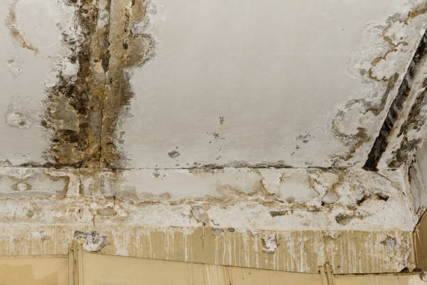 Mold Remediation for Vacation Homes in Monmouth, IL